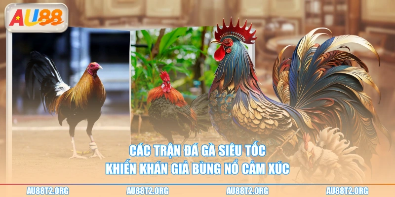Các trận đá gà siêu tốc khiến khán giả bùng nổ cảm xúc