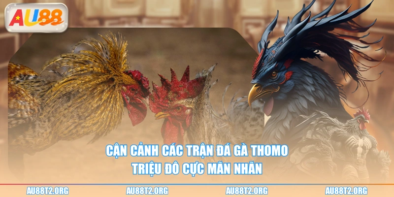 Cận cảnh các trận đá gà Thomo triệu đô cực mãn nhãn