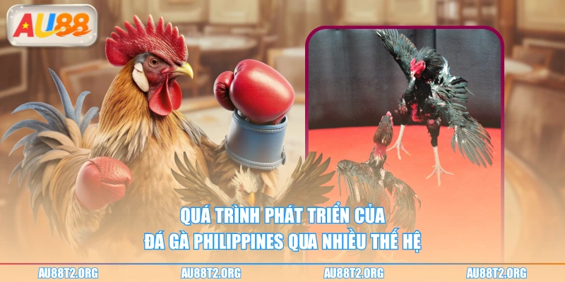 Quá trình phát triển của đá gà Philippines qua nhiều thế hệ